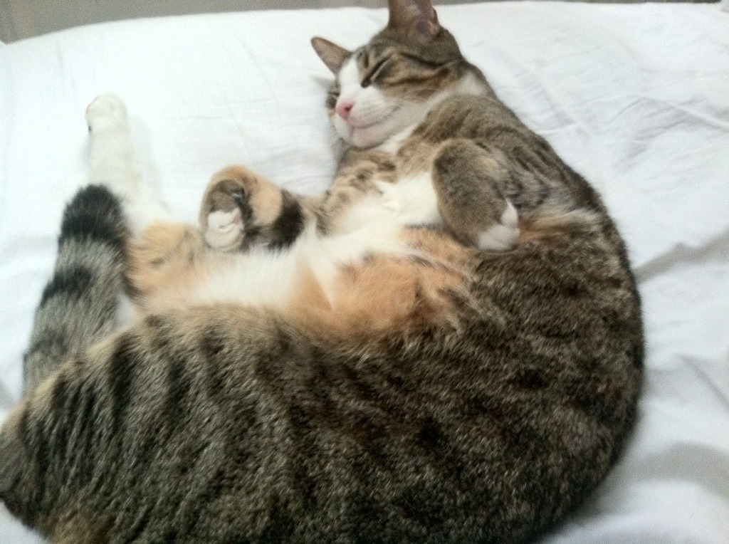 足球双响夜,拉什福德爆发梅开二度,勒沃库森跨洋力克加拿大劲旅