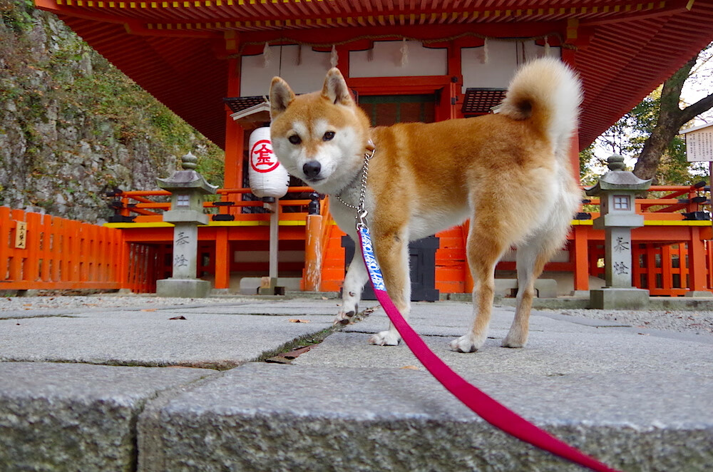 开云体育入口-捍卫主场！灰熊三核73分掀翻独行侠，东契奇空砍35+12+6，排名争夺战陷僵局