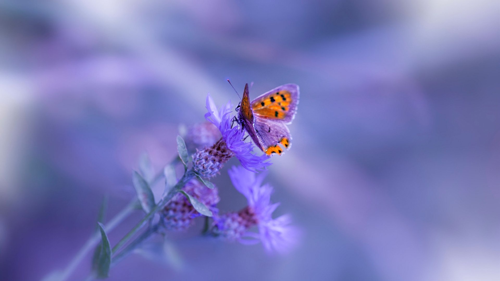 开云体育APP下载-从威斯特法伦的黄色飓风到伯纳乌的叹息之墙，足球世界的胜利两极