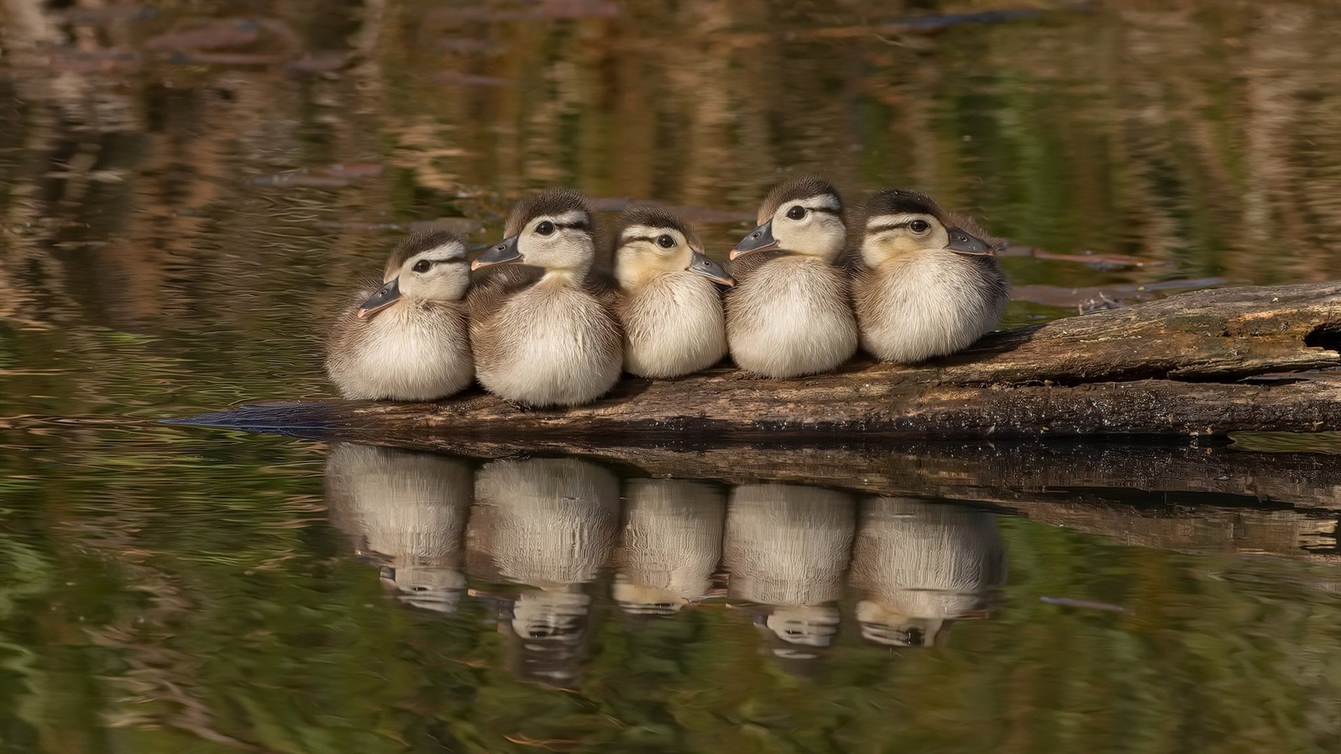 足球的平行宇宙，当安哥拉对阵佛罗伦萨，楚阿梅尼打出生涯之夜
