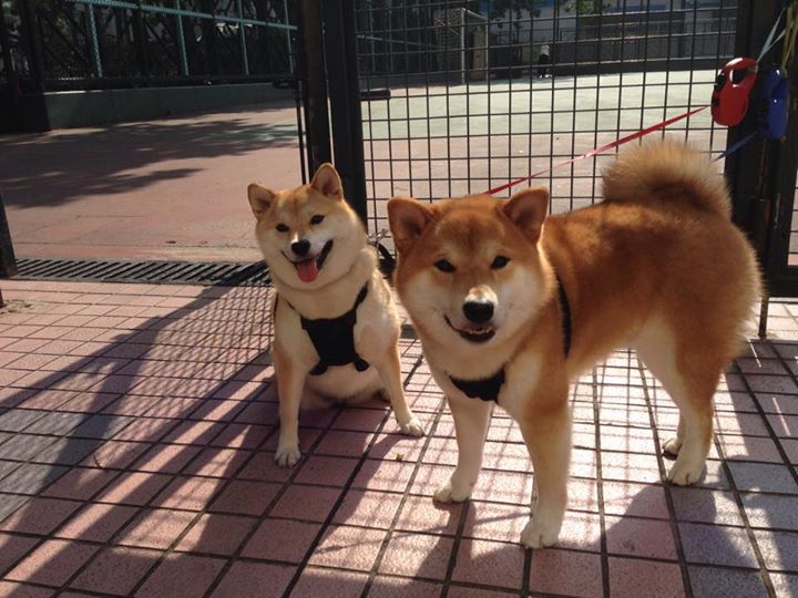 舞台中央的领舞者，当迪亚斯踏上葡萄牙对阵摩洛哥的战场