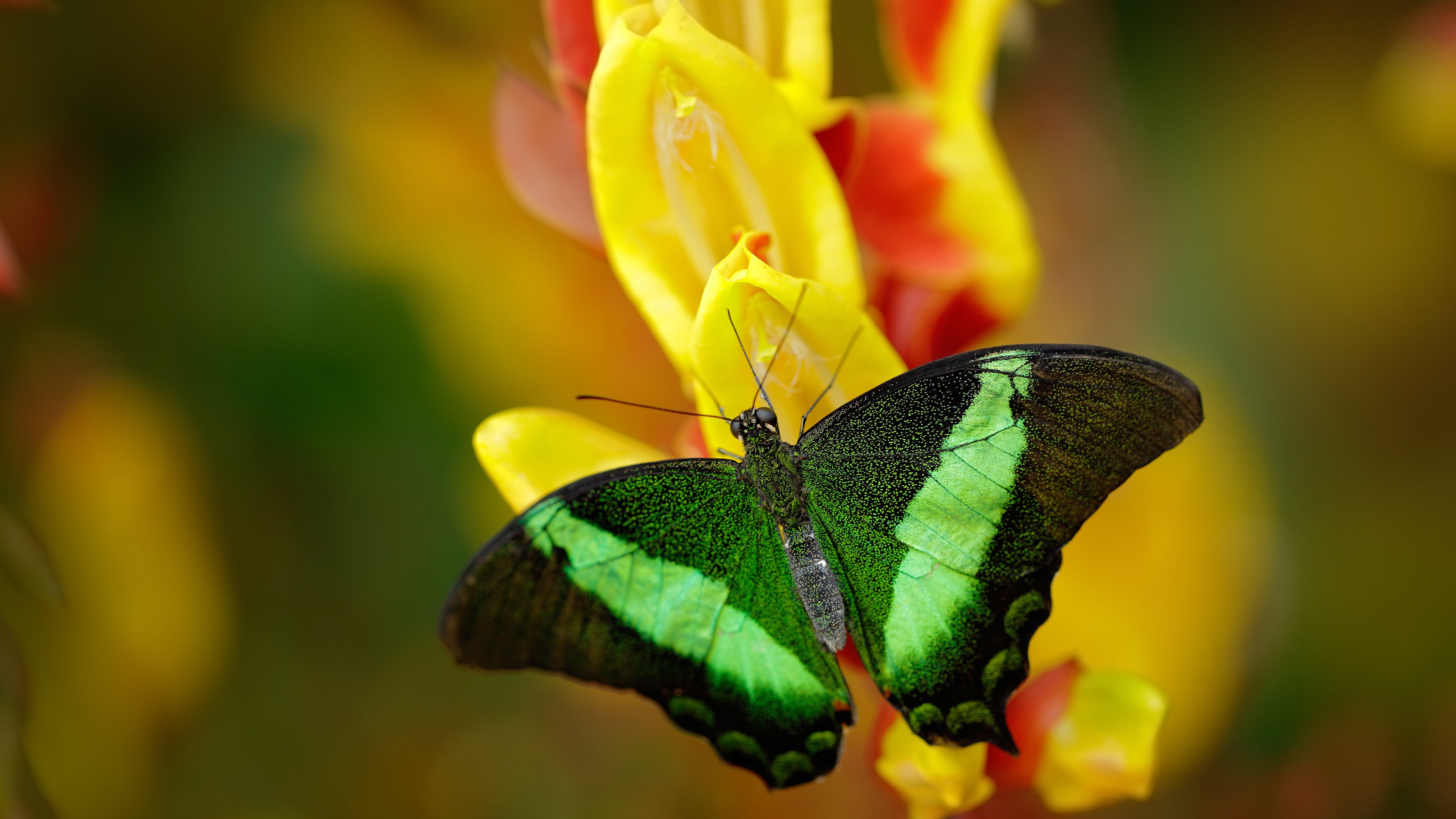 爱德华兹40分上演北京围剿,当他起跳,你只能仰望苍穹