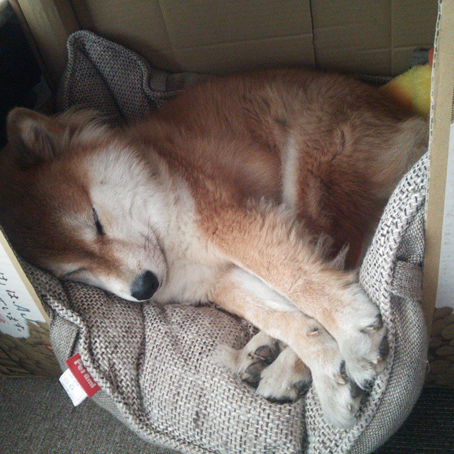 开云体育登录-双黄蛋的隐喻，山西队如何用两记三分强行终结火箭升空