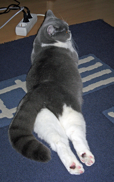 2026世界杯焦点战预演?AC米兰提前终结苏格兰悬念