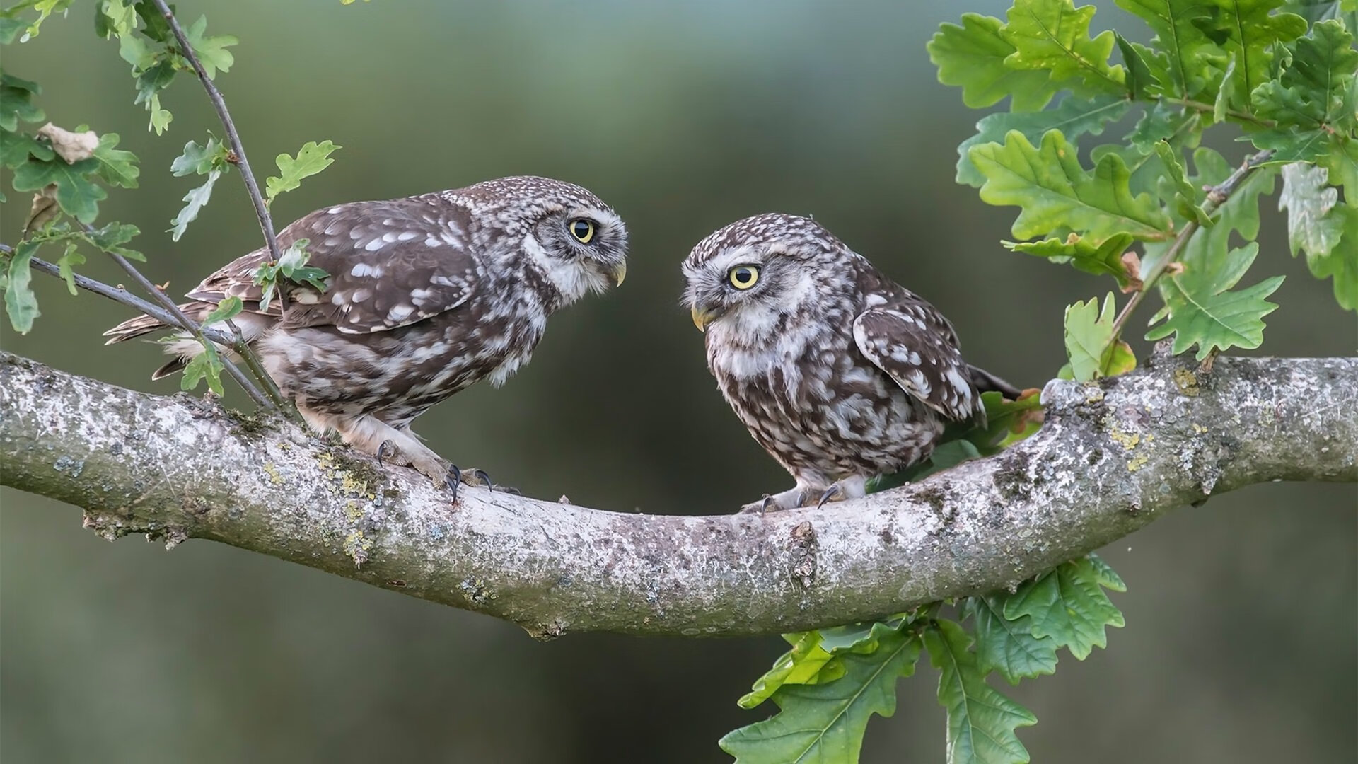 开云体育-抢七生死战，鹈鹕决胜局带走胜利，步行者梦碎季后赛