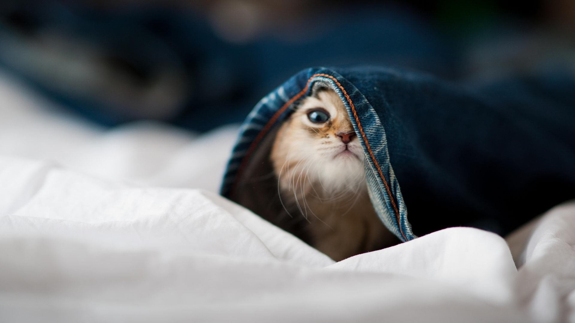 广东队收割火箭，而切特在季后赛抢七接管比赛