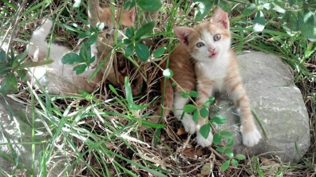 开云体育APP下载-紫金指挥官，詹姆斯生死七分钟导演世界排名争夺战惊天逆转